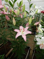 [4344 Sheila TLS VZ No201.JPG]